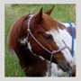 EQUINE