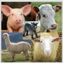 LIVESTOCK