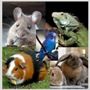 SMALL PET