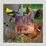 WILDLIFE & BACKYARD FRIENDS